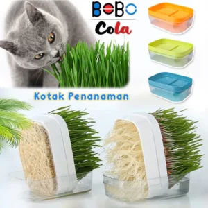 Cat Grass Without Soil Cat Grass Pot WheatGrass Cat Wheat Seeds